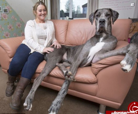 بزرگ‌ترین سگ جهان +تصاویر