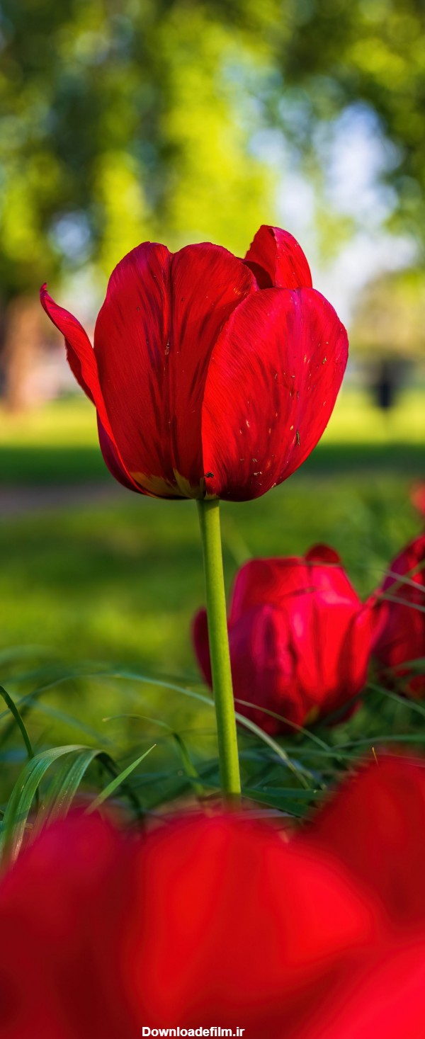 تصویر زمینه گل قرمز - عکس