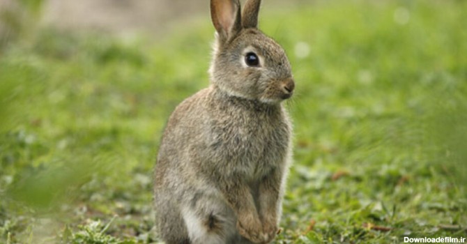 دانستنی های جالب درباره خرگوش ها