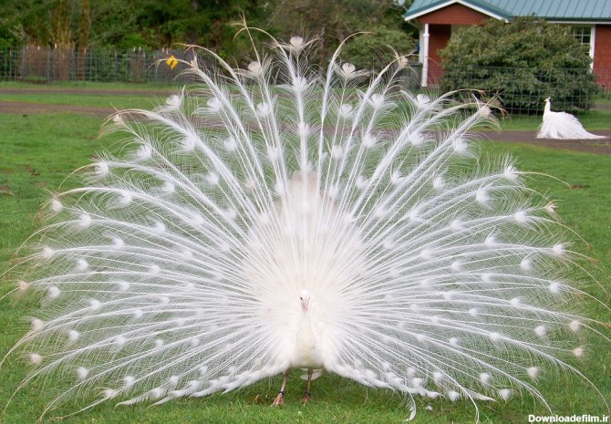 طاووس سفید