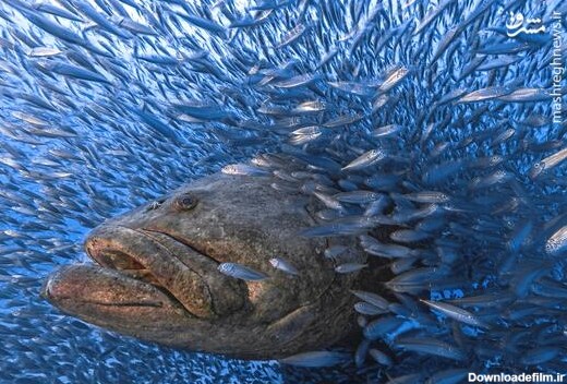 مشرق نیوز - عکس/ ماهی غول پیکر در میان ماهیان کوچک