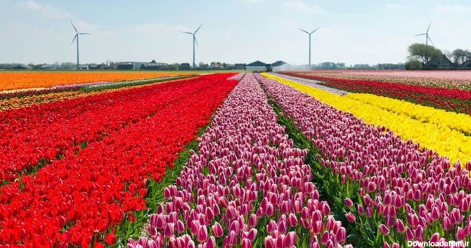 زیباترین گل های هلند | انواع گل هلندی | فاینداتور