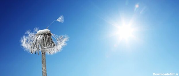 دانلود عکس گل قاصدک با پرهای پرواز در آسمان آبی