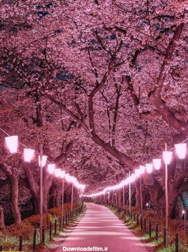 طبیعت صورتی فوق العاده زیبا در ژاپن + عکس