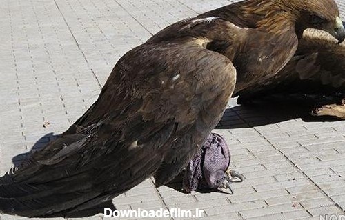 عکس عقاب خسته - عکس نودی