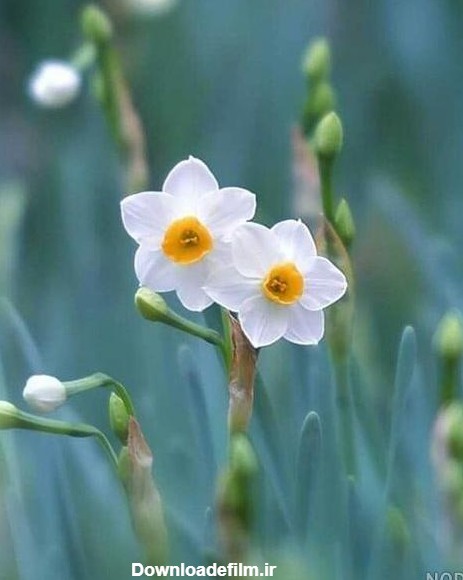 دانلود عکس گل نرگس سفید - عکس نودی
