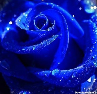 تصویر گل آبی زیبا