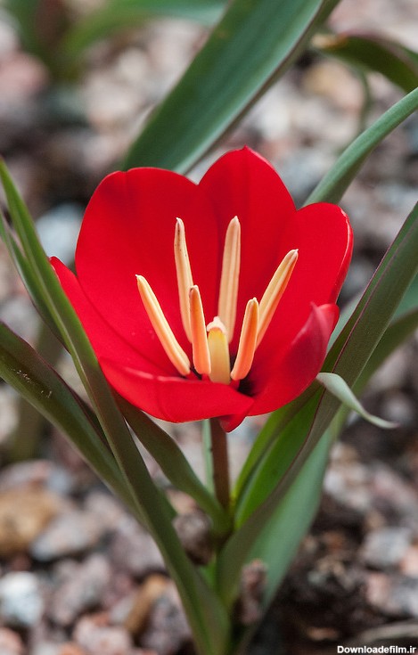 Tulipa montana (or Tulipa wilsoniana) | Alan Buckingham