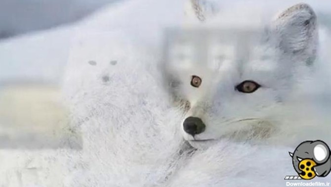 تصاویر پس زمینه روباه قطبی - فیلو