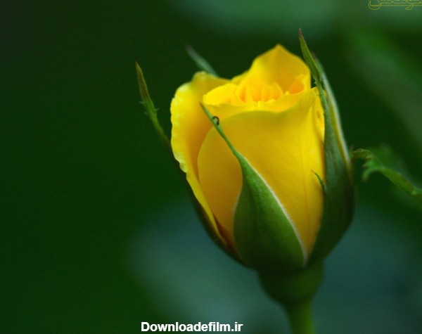 عکس غنچه گل رز زرد rozebud