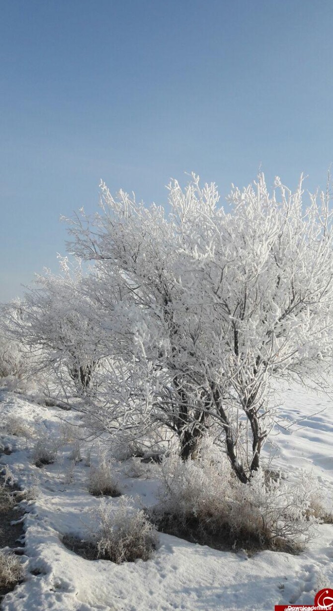 چشم‌اندازی از طبیعت برفی با درختان یخ‌زده در چهاربرج + تصاویر