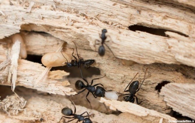 فرارو | (عکس) کشف شهری شگفت‌انگیز در لانه عظیم مورچه‌ها