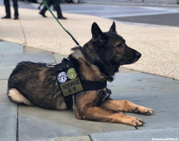 ببینید | تمرینات ویژه و سخت سگ‌های پلیس فدرال