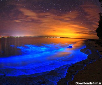 سواحل شب تاب خلیج موسکیتو، نورانی ترین خلیج جهان (+تصاویر)