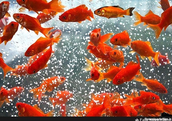 تصویر: فروش ماهی قرمز با گارانتی تعویض! – خبرگزاری بین المللی شفقنا