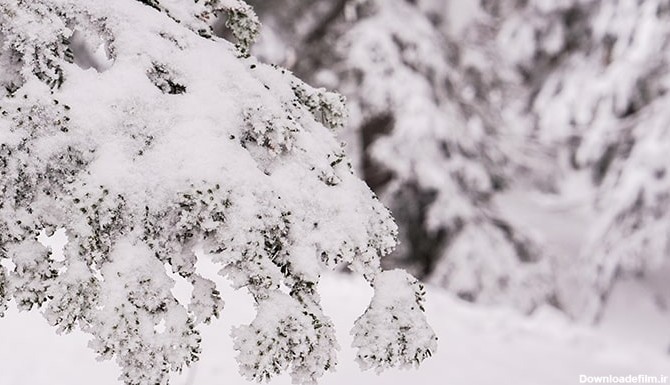 تصویر پس زمینه درخت و جنگل برفی در فصل زمستان | فری پیک ایرانی ...