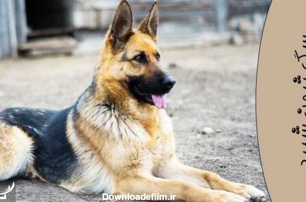 مشخصات سگ ژرمن شپرد اصیل · جدید ۱۴۰۲ -❤️ گهر