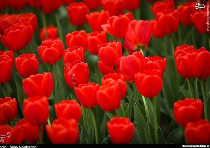 مشرق نیوز - عکس/ رنگین کمان گل‌های لاله در مشهد
