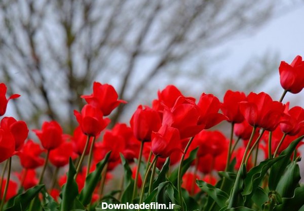 عکس های زیبا از گل های لاله قرمز و صورتی، سفید و سیاه، بنفش و زرد