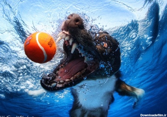 مجموعه عکس های جالب از سگ ها در زیر آب | لنزک