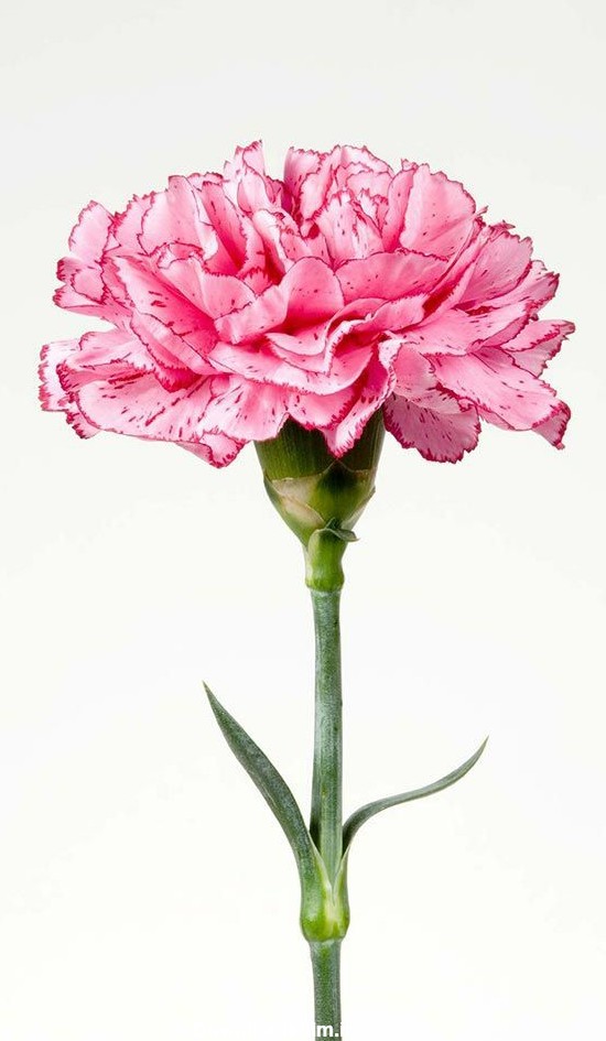 عکس گل میخک زیبا برای بک گراند با کیفیت عالی و فول hd
