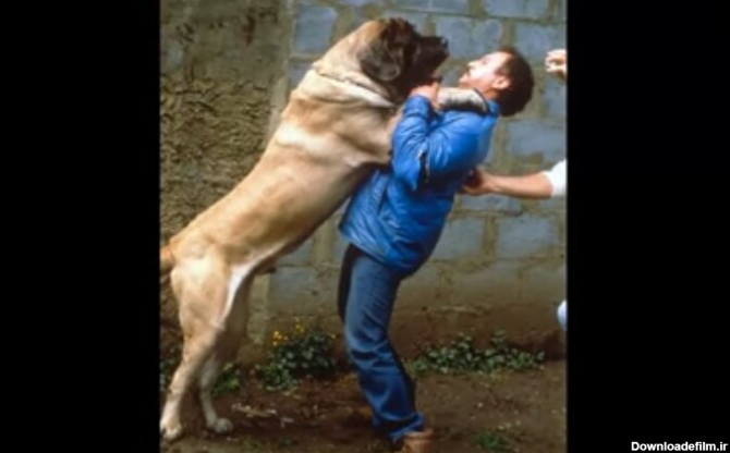 عکس| سگ غول‌پیکری که نامش در گینس ثبت شده