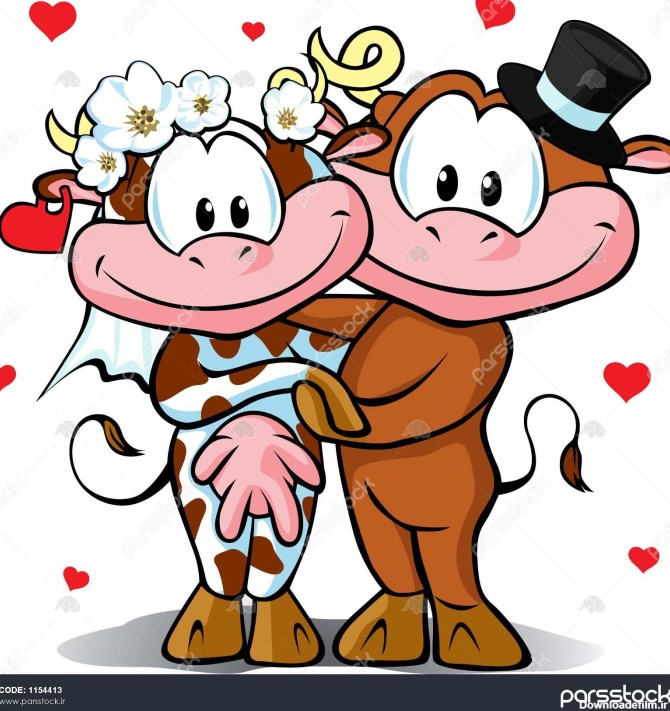 عروسی - گاو و گاو نر عاشق جدا شده در پس زمینه سفید با قلب ...