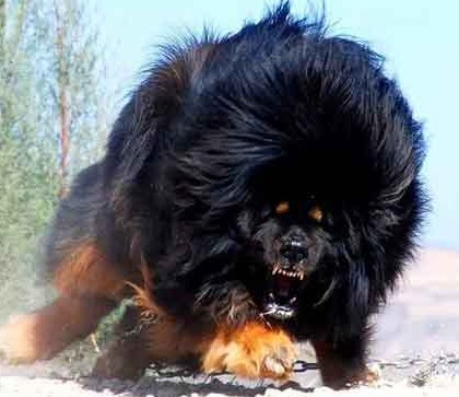 سگ تبتی