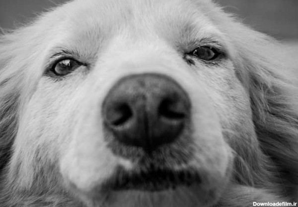 دانلود تصویر سیاه و سفید صورت سگ