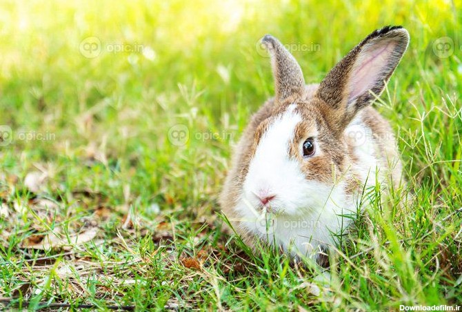 دانلود عکس خرگوش خرگوش ناز پشمالو در بهار زیبای چمنزار | اوپیک