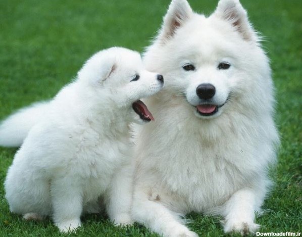 خرید سگ خانگی هاسکی سفید با قیمت استثنایی - آراد برندینگ