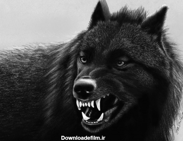 تصاویر گرگ‌ های وحشی سیاه و مشکی برای پروفایل گوشی و لپ تاپ
