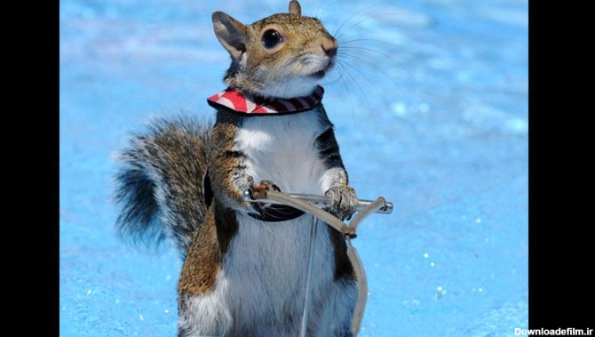 فیلم/ مهارت حیرت‌انگیز یک سنجاب در اسکی روی آب
