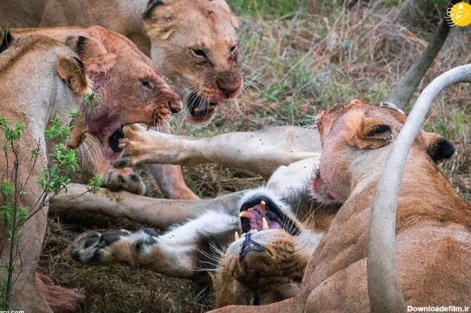 فرارو | (تصاویر) حمله وحشتناک شیرهای ماده به یک شیر نر
