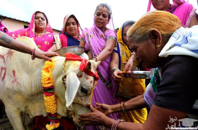 تصاویری از مراسم عروسی گاو نر و ماده در هند !