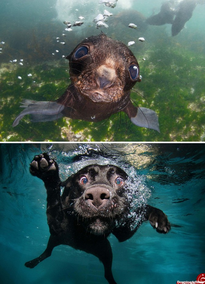 شباهت خارق العاده حیوانات دریایی با سگ ها+تصاویر