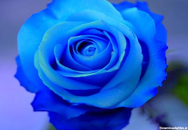 تصاویر گلهای زیبای آبی