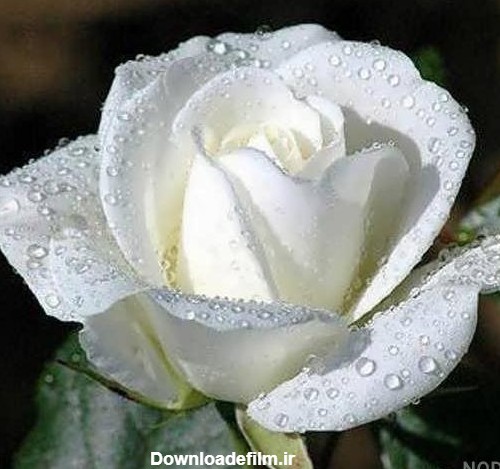 عکس گل رز سفید هلندی - عکس نودی