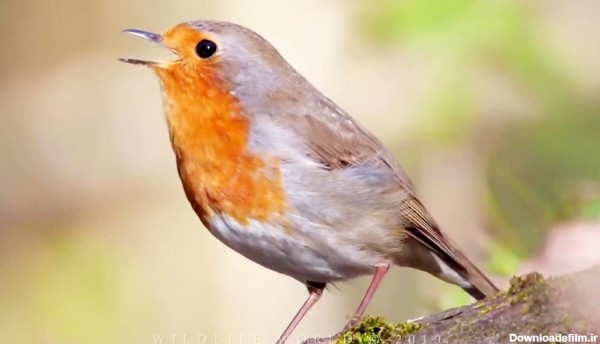 کلیپی از صدای دلنشین پرندگان در طبیعت