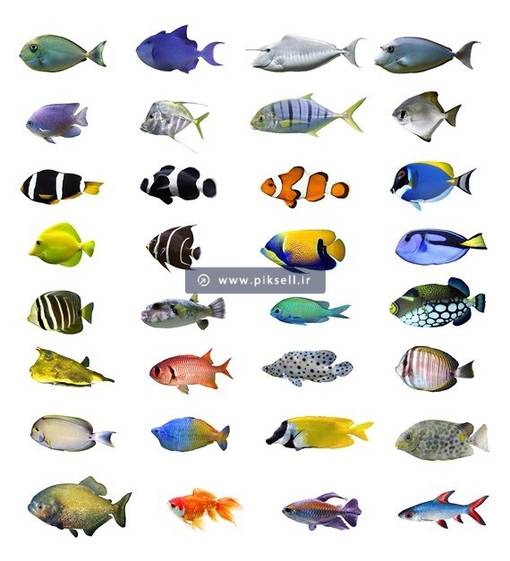 دانلود عکس با کیفیت از گونه های مختلف ماهی های دریایی با ...