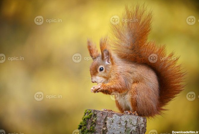 دانلود عکس سنجاب قرمز در رنگ های پاییزی | اوپیک