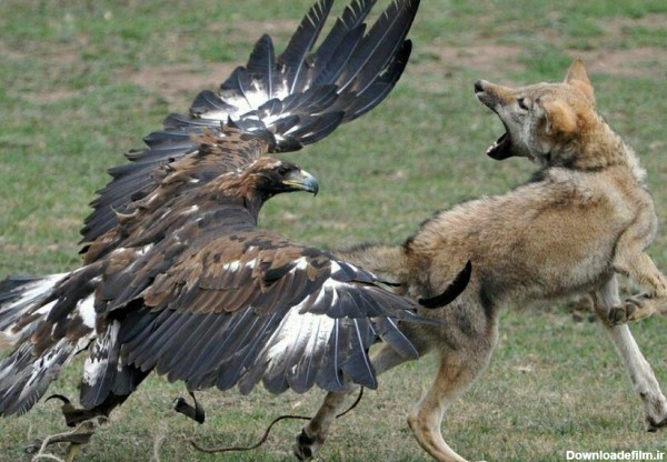 عقابی که به تصویر بردار هم رحم نمی کند+تصاویر