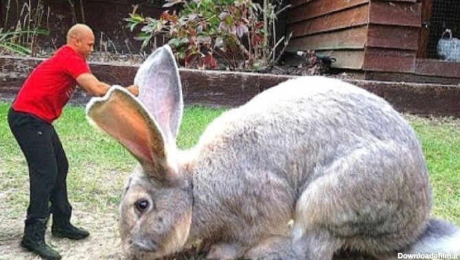 غول‌پیکرترین خرگوش جهان با ۱۰کیلوگرم وزن + فیلم