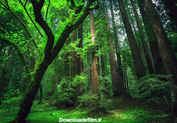 بزرگترین جنگل‌های جهان + ویژگی‌ها و تصاویر