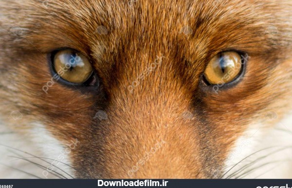 چشم روباه قرمز اروپایی 1240467