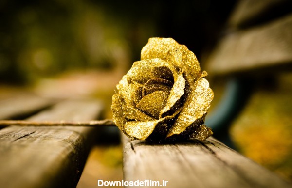 عکس شاخه گل رز طلایی rose flower gold