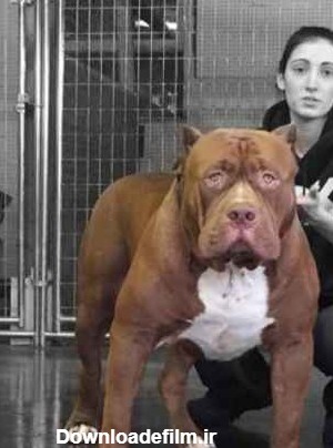 سگ پیت بول غول پیکر با 80 کیلو وزن + تصاویر