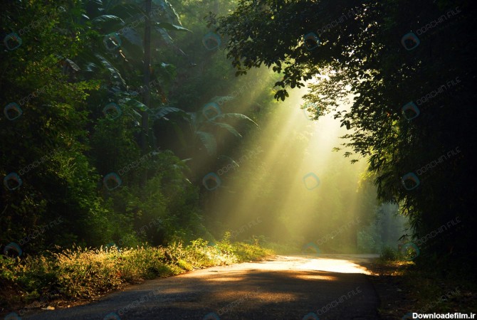 استوک جنگل با تابش نور خورشید صبحگاهی - مرجع دانلود فایلهای دیجیتالی