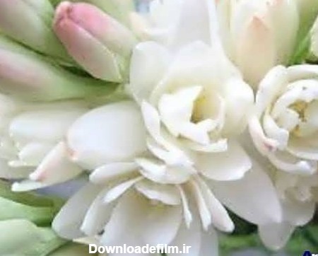 عکس گل مریم و رز