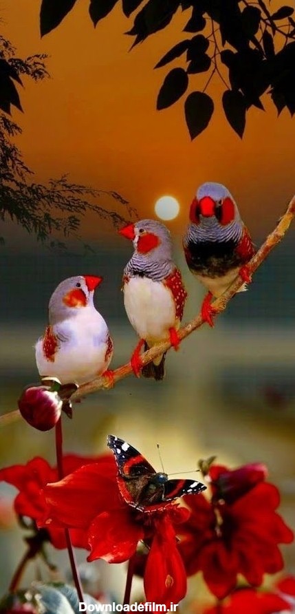 عکس گل و پرنده های زیبا